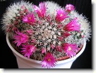 Kaktus z m� sb�rky