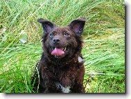 Mi�utka-�istokrevn� vo��ek