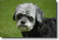 Jsem rozcuchan�....