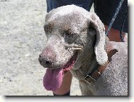 V pond�l� 8.5.2006 - Orl�k nad Vltavou - 1.v�marsk� oha�ka