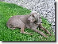 V pond�l� 8.5.2006 - Orl�k nad Vltavou - dal�� v�marsk� oha�