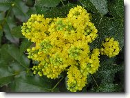 �lut� kv�ty mahonu