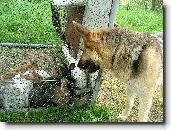 Jen po�kej(te), zaj�ci...