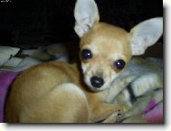 Na�e mal� Nellinka