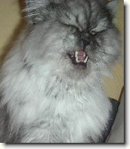 N� mazl��ek Den��ek