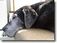 Sindy v des�ti letech