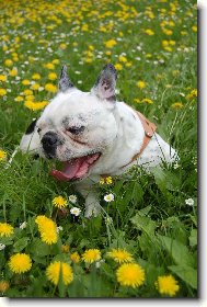 odpo�inek v pampeli�k�ch