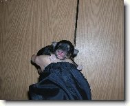 �t�n�tko v "pono�k�ch"