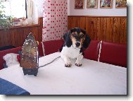 Mon�k r�d �ehl�