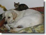 pejsek a ko�i�ka