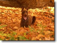 M�j v�rn� p��tel Leon