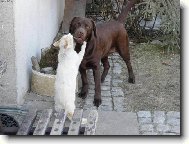 ...m�me se r�di jako pes a ko�ka...