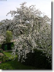 Jako nev�sta (jablo�)