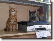 Cip�sek a Jur�ek