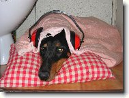 a� �ije silvestr