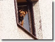 Hl�da� dom�c�