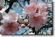 Jablo�ov� kv�t