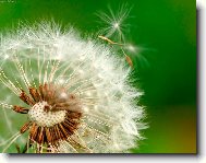 Odkv�taj�c� pampeli�ka