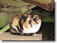 babi��ina L�zinka