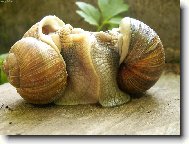 Vyru�en� �ne�� milenci