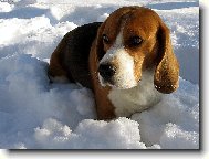 P�zov�n� ve sn�hu