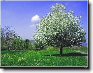 Samot�� v rozkv�tu