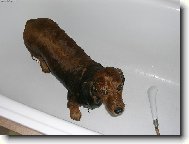 Nem�m r�d koup�n�