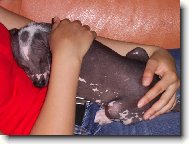 Acronek p�i mazlen�