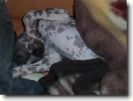 Acronek p�i odpo�inku