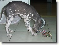 Acronek p�i hran�