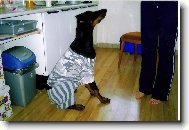 Padaj mi trencle m�mo!!!