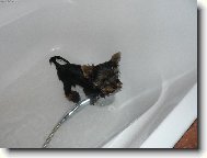 pooomoooc...jsem j� v�bec york?