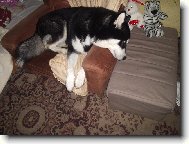 Hrozn� r�d sp�m v k�esle