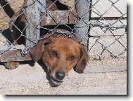 zv�dav� jezev��k