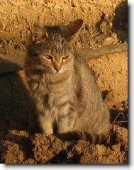 ko�i�� babi�ka