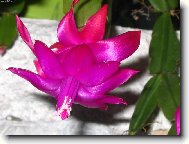 v�no�n� kaktus