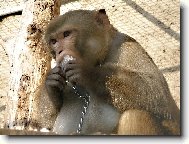 opi��k se sn�hem