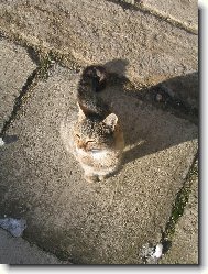 zimn� slun��ko