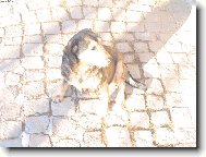 zimn� slun��ko