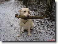 No�en� d��v� do lesa...