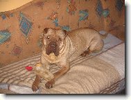 Apollo - zimu nem�m r�d!