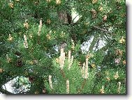 Kvetouc� jehli�nany