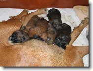 krmen� drav� zv��e