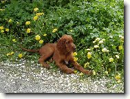 D�ma s pampeli�kami