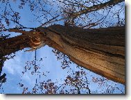 strom oto�en� bleskem