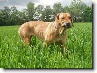 Aerinka p�e�vikuje