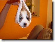 �t��ec� rolka