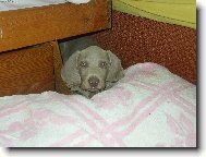 jsem velik�nsk� �t���tko...