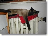 Po dobr�m ob�d�....