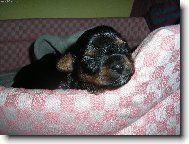 Peggyn�ino �t�n�tko